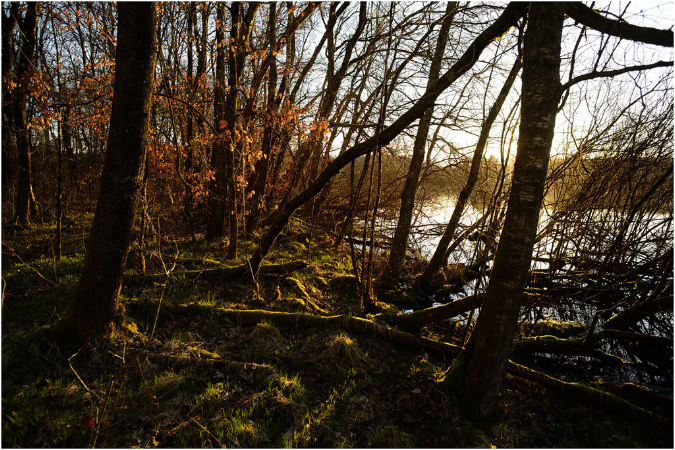 C028-Etang%20Neuf%20(Territoire%20de%20Belfort)