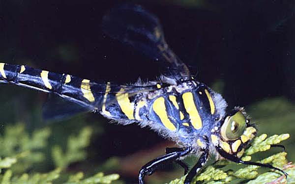 M006